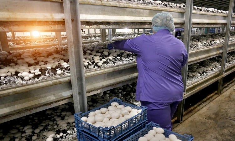 Mantar Yetiştiriciliği Rehberi: Evde ve Ticari Üretim İçin Bilmeniz Gereken Her Şey