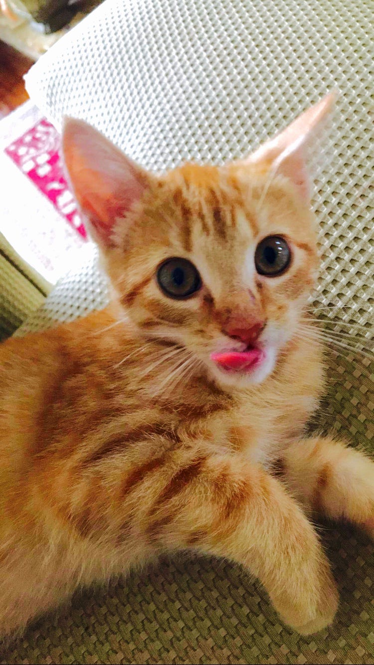 The Cat’s Meow. How a meow saved a life and changed… by Ashton