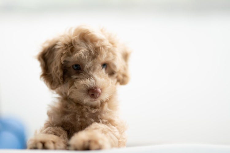 Choosing a Puppy or Kitten Breeder | by Sarah Hindmarsh | Good Advice