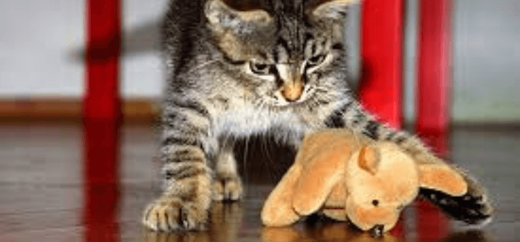Do Cats Like Stuffed Animals? - Stuffedanimal - Medium