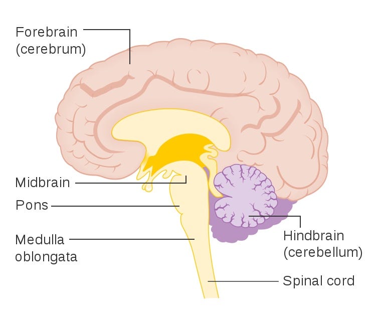 Pathology: Part I (A walk around my brainstem) | by Jennifer Brea | Medium