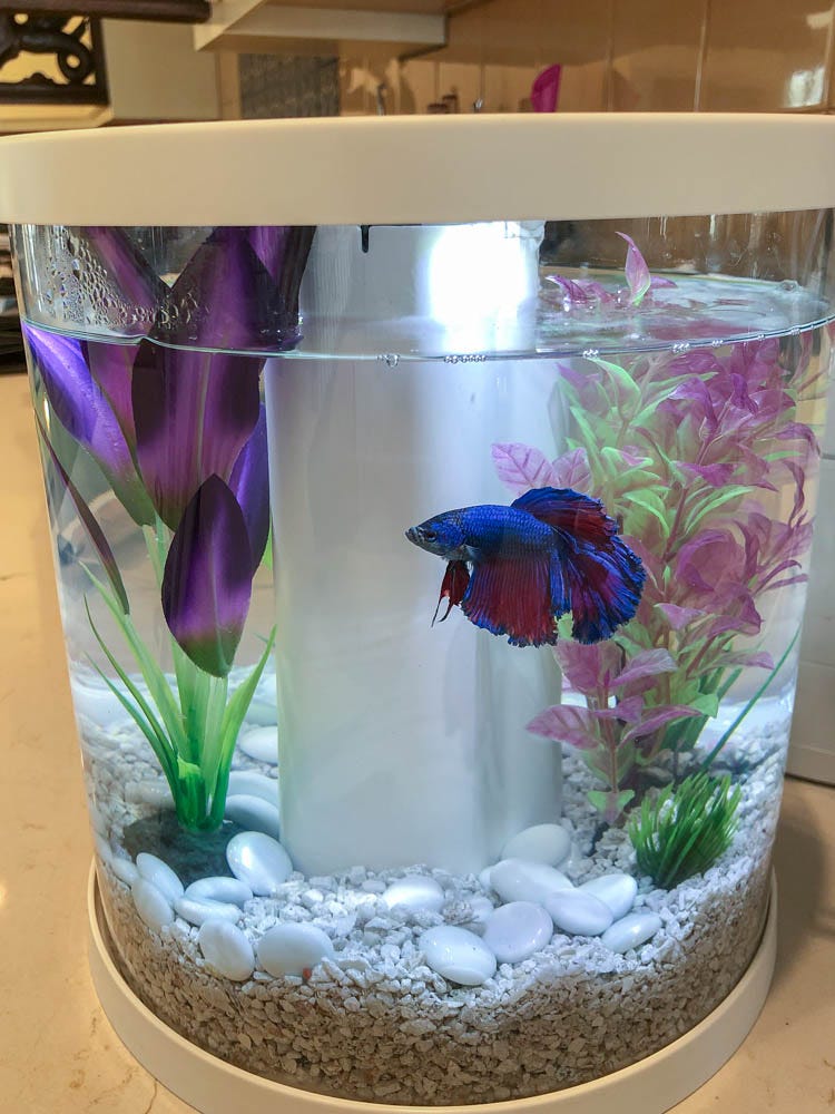The Community Tank: A Betta Fish Story, by Emily Kemme