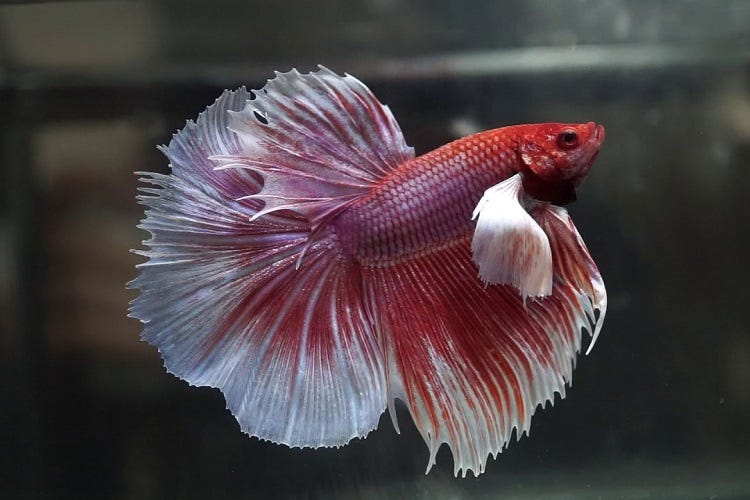 Recognizing and Remedying an Overfed Betta Fish: A Comprehensive