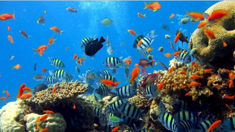 6 Pemandangan Bawah Laut Ini Luar Biasa Indahnya | by Candra Bi | Medium