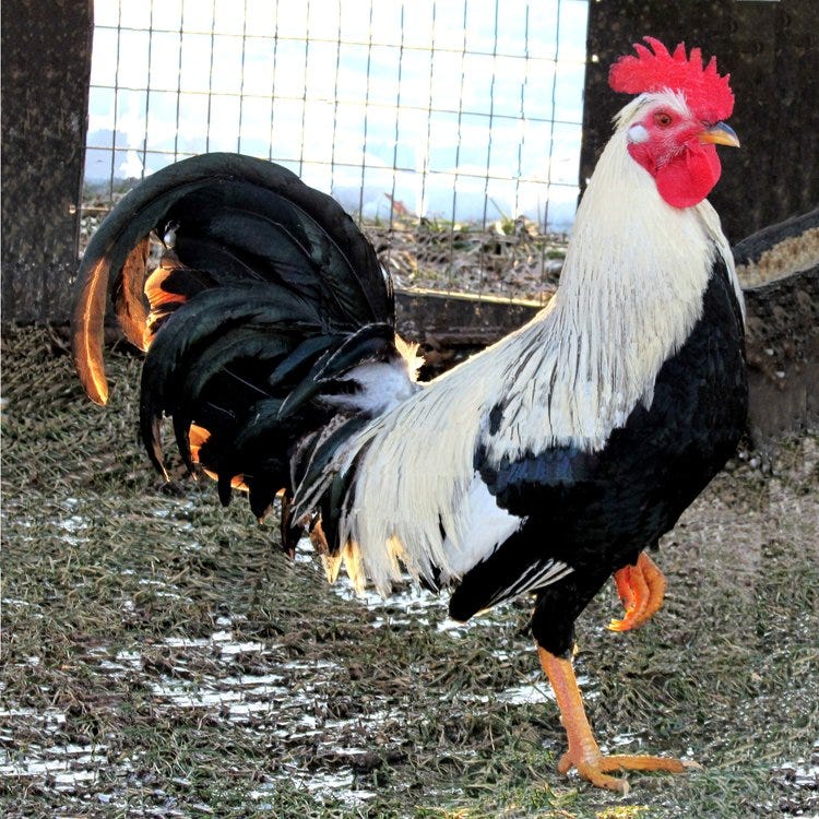 Albany Rooster Roosters for sale Medium