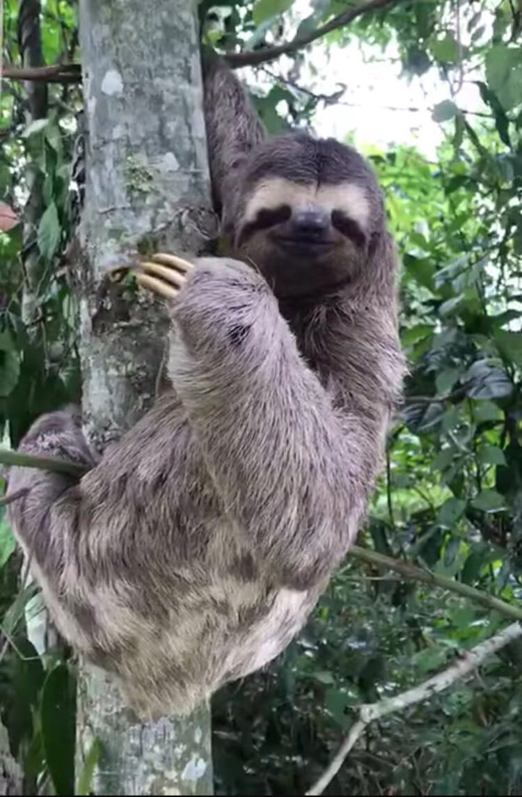 Ленивец какой вид животных. Двупалый ленивец. Австралийский ленивец. Австралийский ленивец. Ошейниковый ленивец.