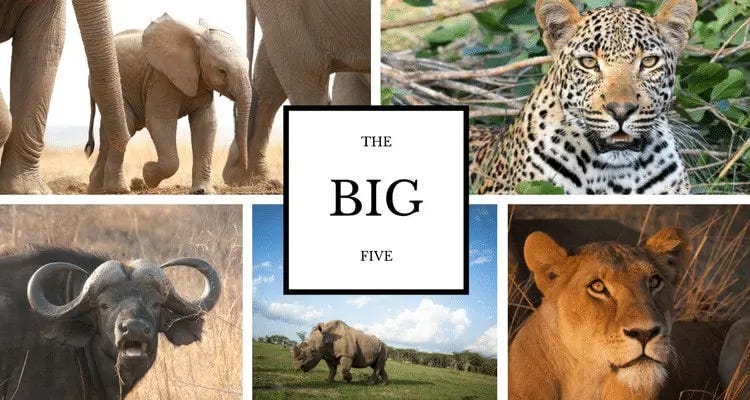 Tanzania Big Five Expedition Package from India: A Luxury Safari Experience Worth Planning