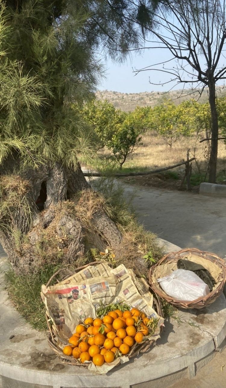 What Does Peeling An Orange Mean at Marci Andreas blog