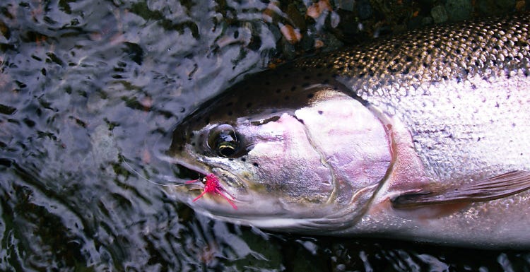 Called to Sea: Steelhead Answer. Metallic. Salmon turn steely too