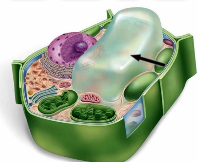 Central Vacuole central-vacuole