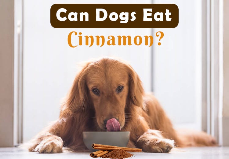 Can Dogs Eat Cinnamon? Medium