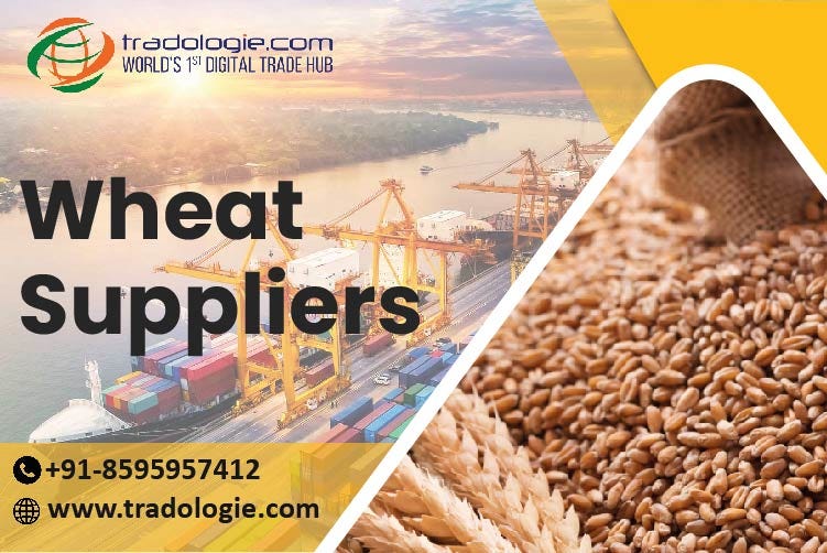 Wheat Suppliers - Tradologie - Medium