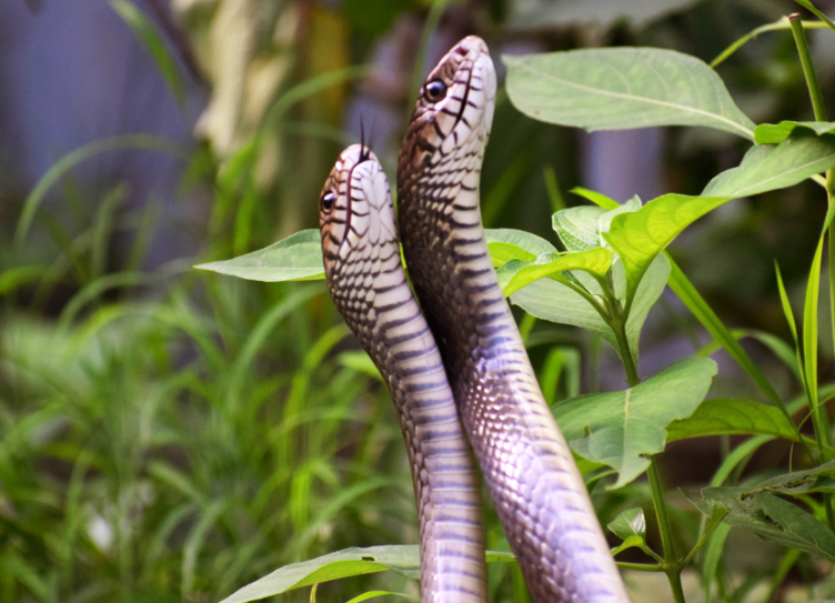 When is Snakes Mating Season? Information by Discover Creatures Medium