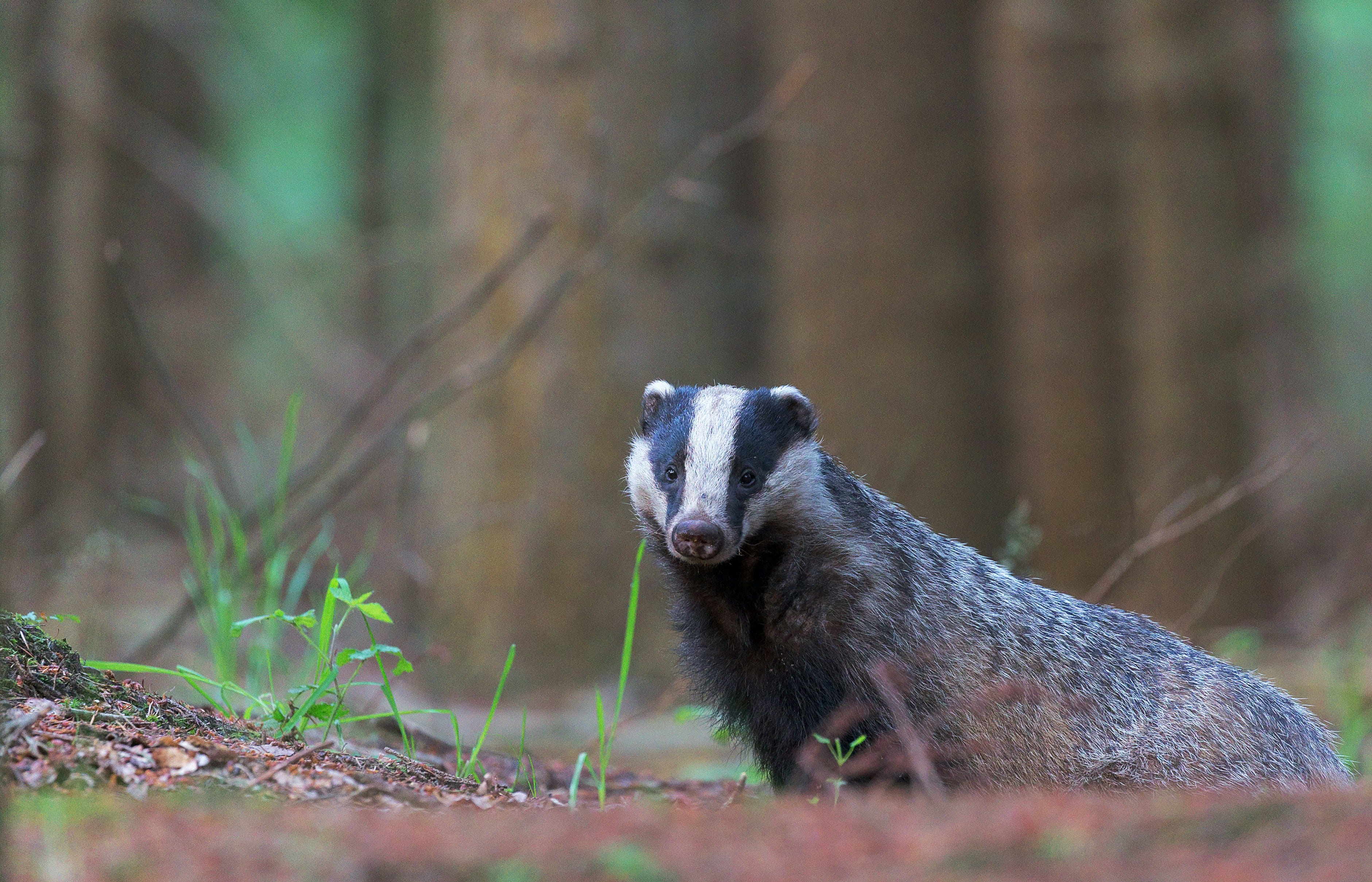 Honey Badger: Nature's Fearless Warrior | by Neziralp | Follower Booster  Hub | Medium