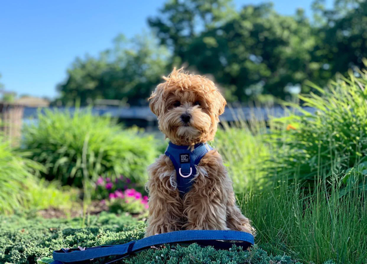 Unleashing Elegance Exploring the World of Luxury Dog Products by