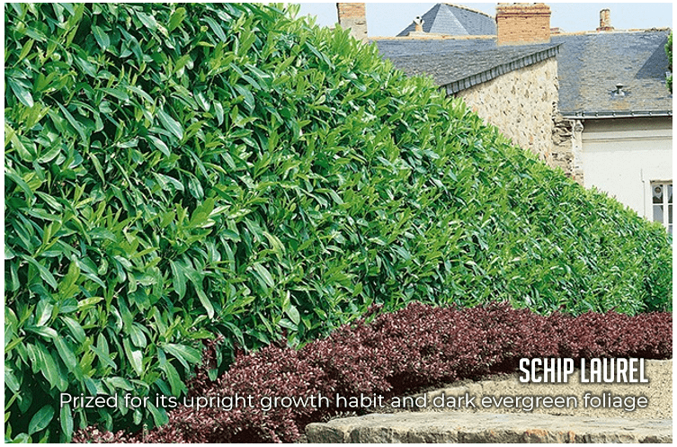 Transform Your Garden with Schip Laurel Hedge | by Tyler Donawan | Sep ...