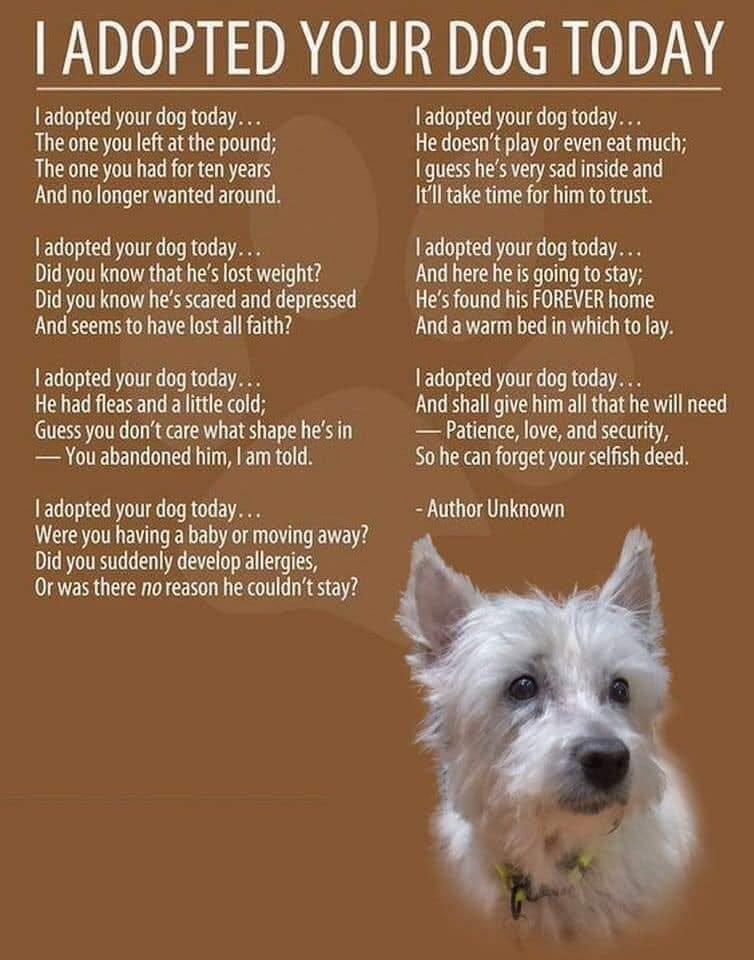 I Adopted Your Dog Today. A rebuttal to a polarizing poem, by Elizabeth  Eve, Creatures