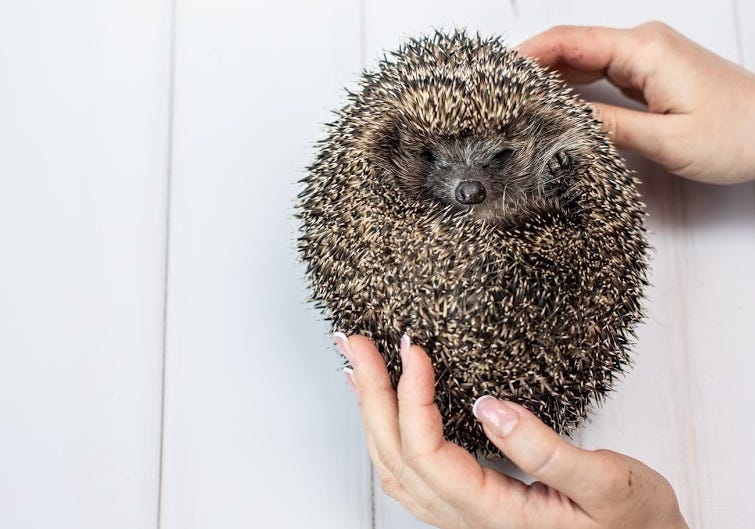 теорема о причёсывании ежа проблема создания. теорема о трех силах. ежик. волосатый бублик. ёжика можно причесать?.