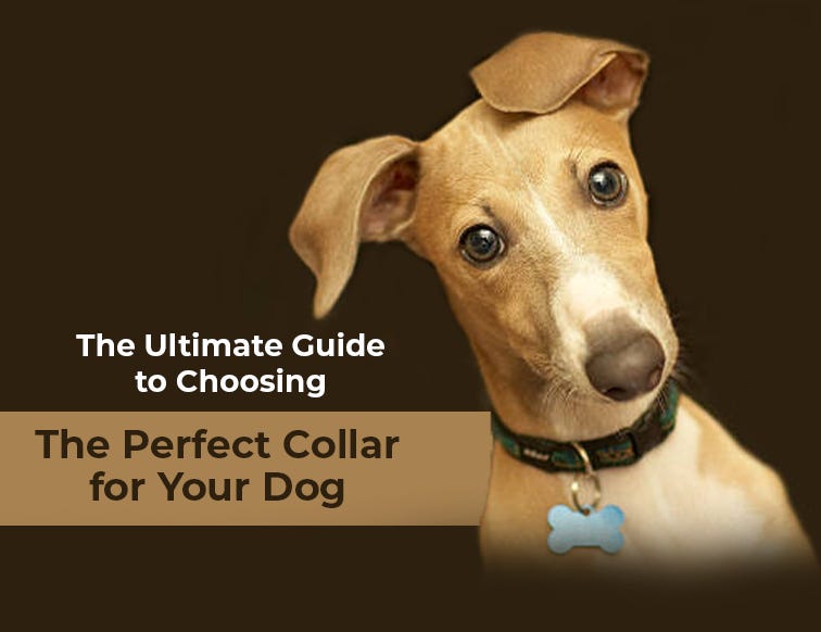 Choosing The Right Collar For Anxious Pets photo