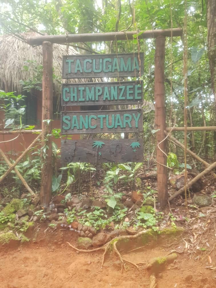 How a Chimpanzee Sanctuary Helped Me Find Hope and Why We Must Save It