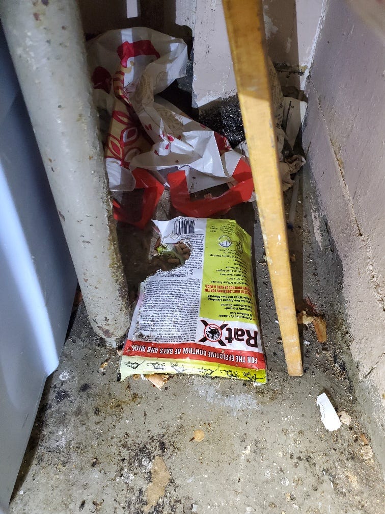 Extermination Exterminators’ Best Way to Kill Rats, Mice, Mouse, and