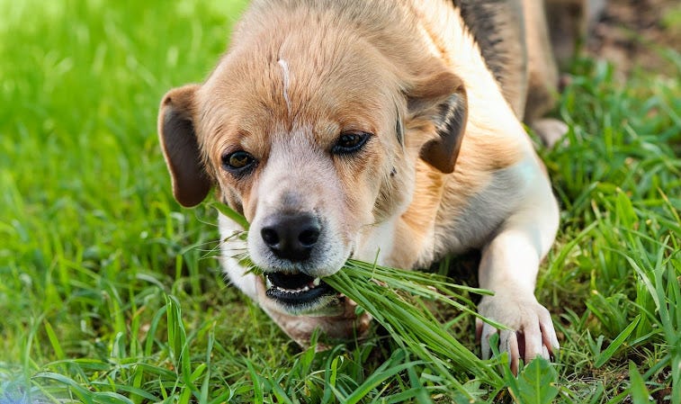 Why do Dogs Eat Grass When They’re Sick? Exploring the Reasons | by