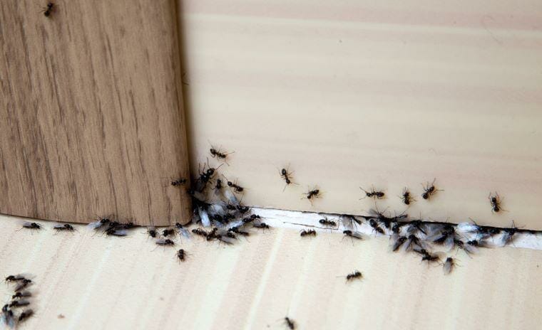 What Should You Do For Killing Ants In House By 711 Pest Control   0*rYFqWAamkkJWUOdd 