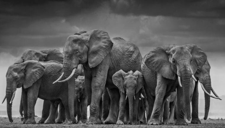 When We Were Elephants