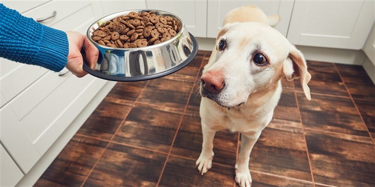 what does dog food mean in software