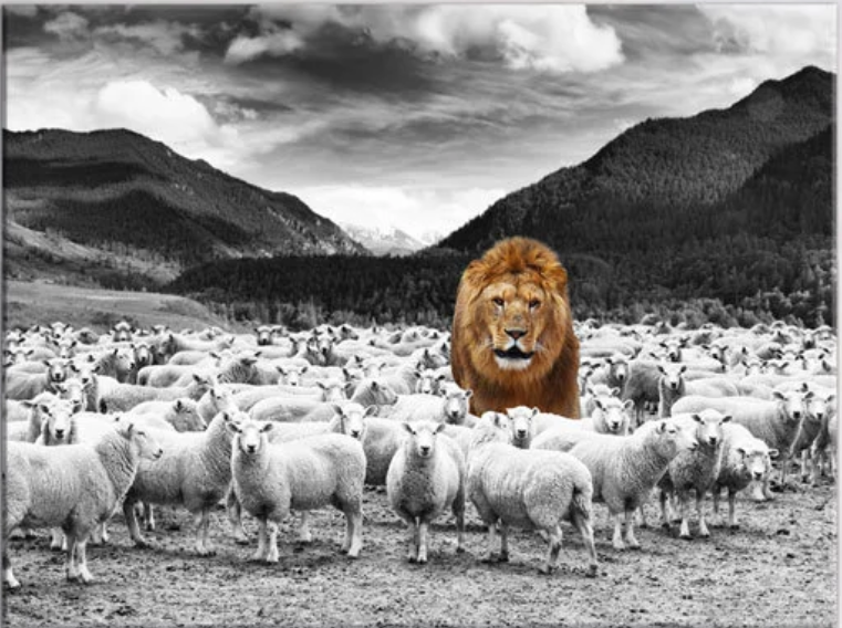 The Lion and the Sheep. A lioness was hunting a flock of sheep… by