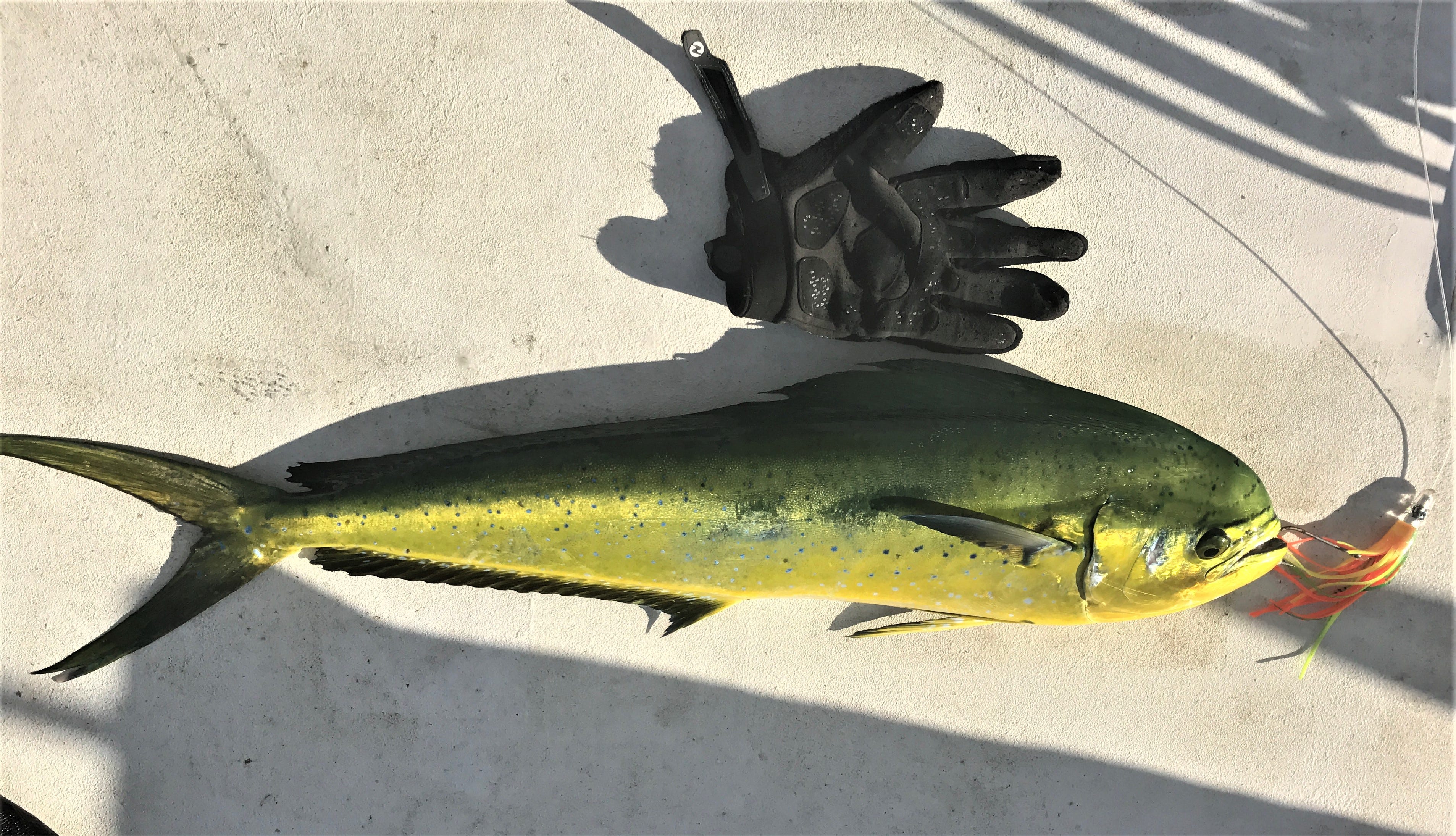 Fishing Around The World. How to Catch Fish, Trolling at 5–7…, by Matt Ray, World Traveler's Blog