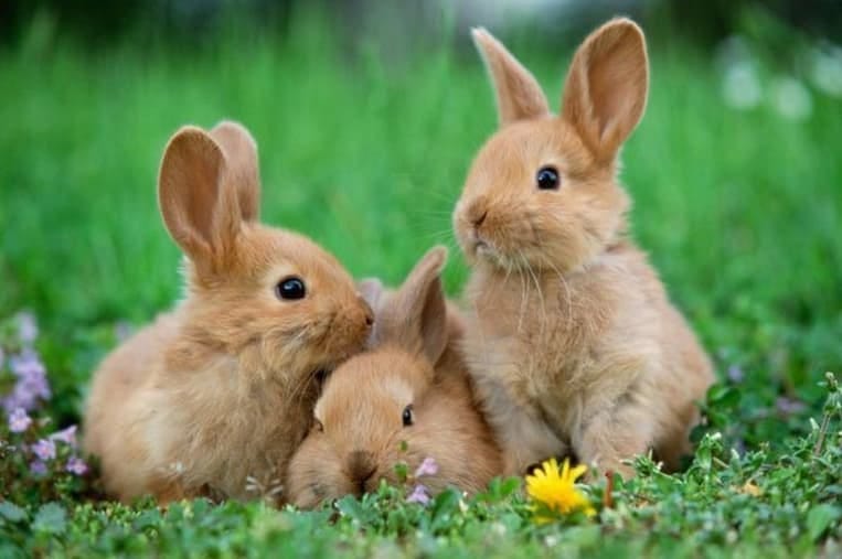 10 Easy Things How To Buy Rabbits? by 24 Hour Rabbit Breeder Medium