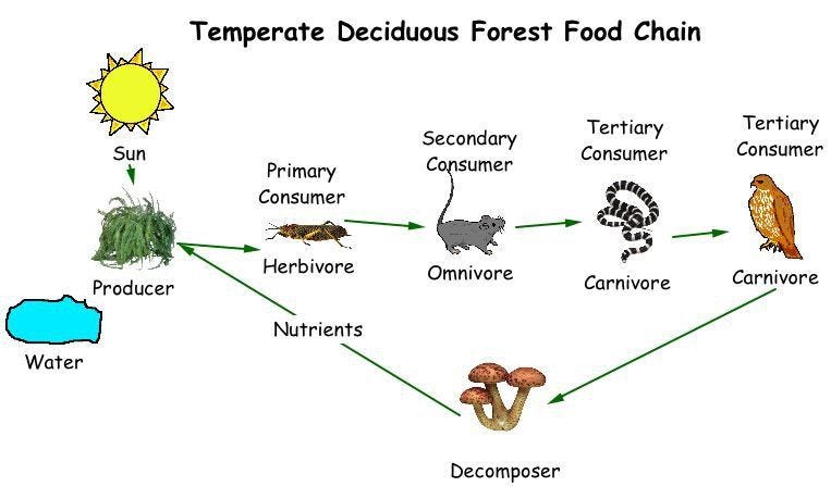 Unveiling the Intricacies of the Forest Food Chain: A Comprehensive Guide |  by Dr Ahsanur Rahman, PHD | Medium