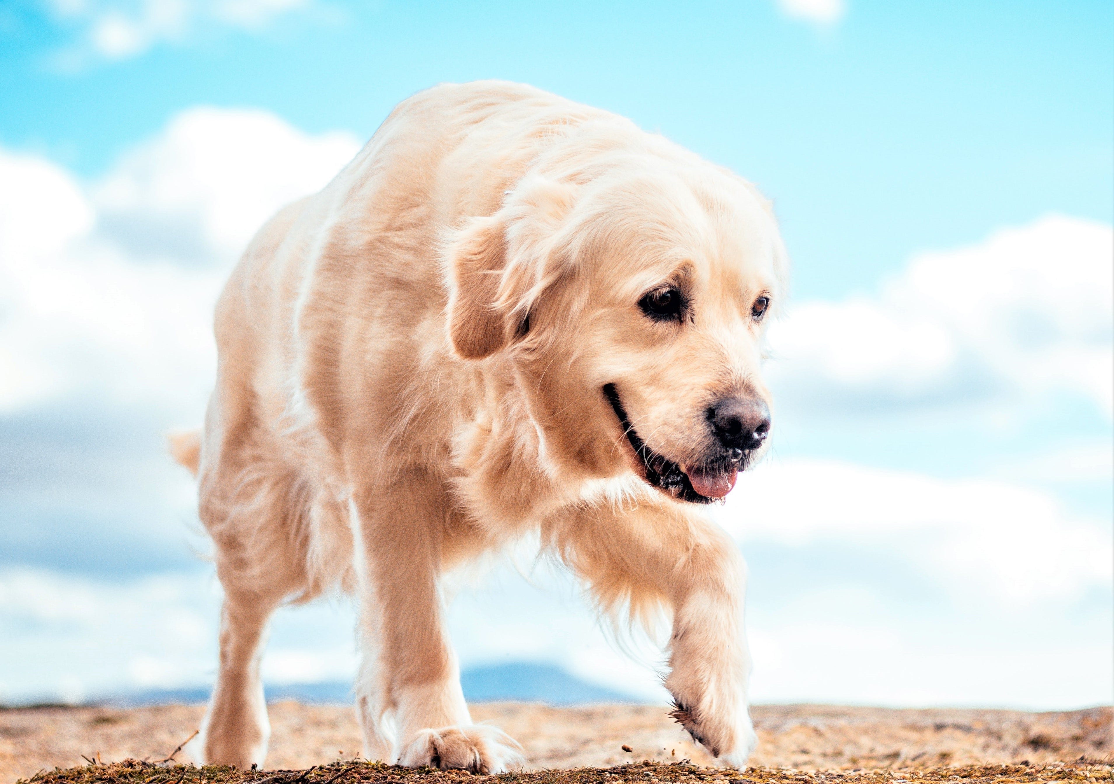 How to train a outlet puppy to stop whining