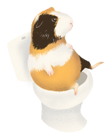 How much should a guinea pig poop 2025