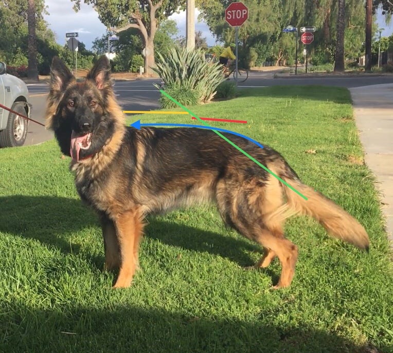 The “Sport Dog Check”. How to perform a basic check on your… by