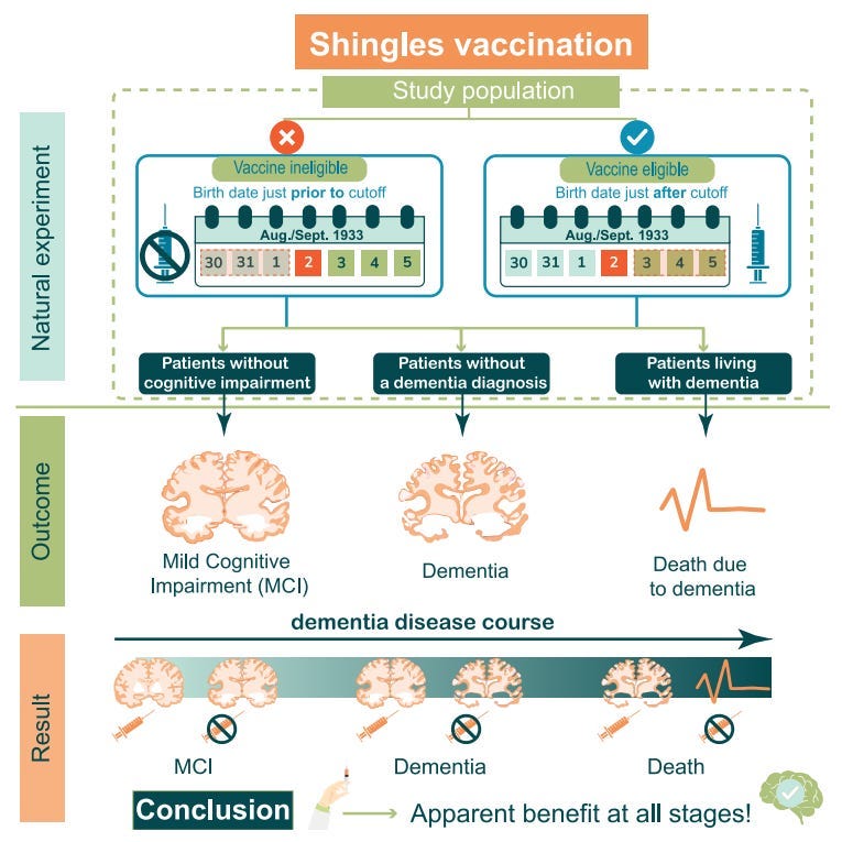 Figure 6. How the shingles vaccine affects the brain across the entire spectrum of dementia. Because eligibility for the vaccine in Wales was determined by date of birth, researchers could compare people born just before and just after the cutoff in a naturally randomized experiment. They then followed three groups: people with healthy cognition, people without a dementia diagnosis, and people with dementia. Across all groups, shingles vaccination was linked to better outcomes — fewer cases of mild cognitive impairment (MCI), fewer dementia diagnoses, and fewer deaths from dementia. Source: Xie et al., Cell.