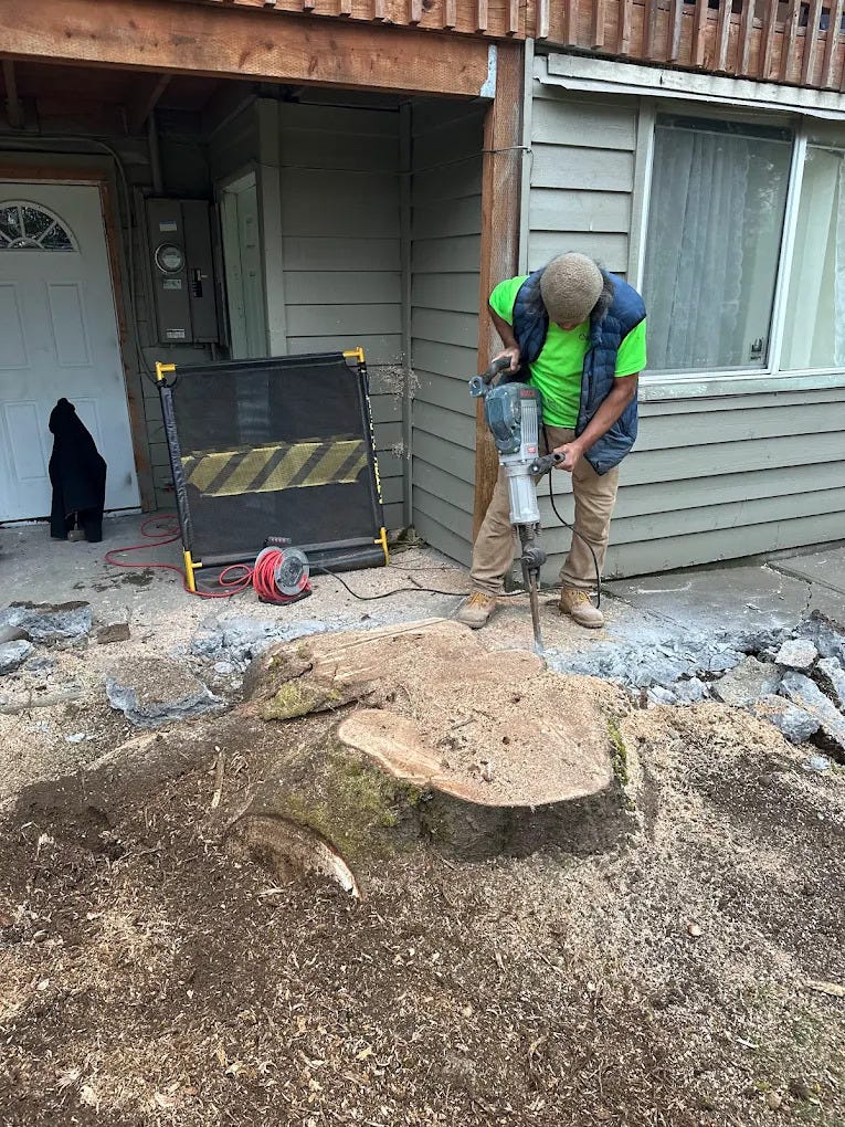 How Tree Cabling Helped Save a Historic Oregon White Oak in Portland