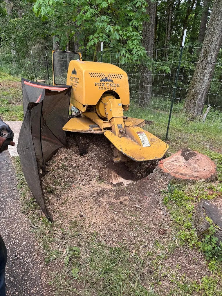 Stump Removal vs Stump Grinding in Portland: Which Is Worth It?
