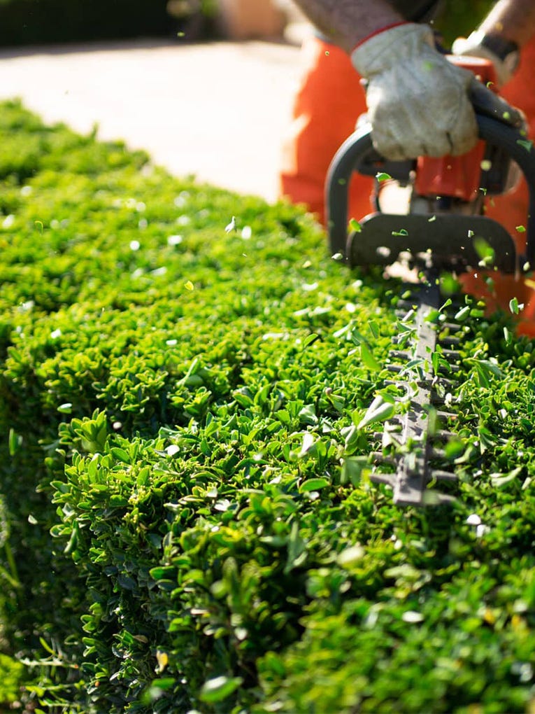 Expert Hedging Services Melbourne for Perfect Gardens