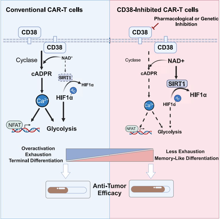 (Data source: Huang Y, et al. Cell Rep Med. 2024)