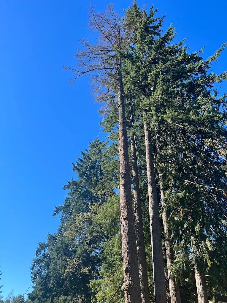 Why Tree Removal Costs Vary So Much in Portland