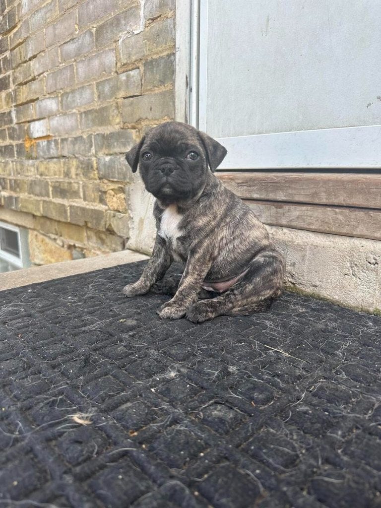 All You Need To Know About Brindle Pugs by Perfect House of pugs Medium