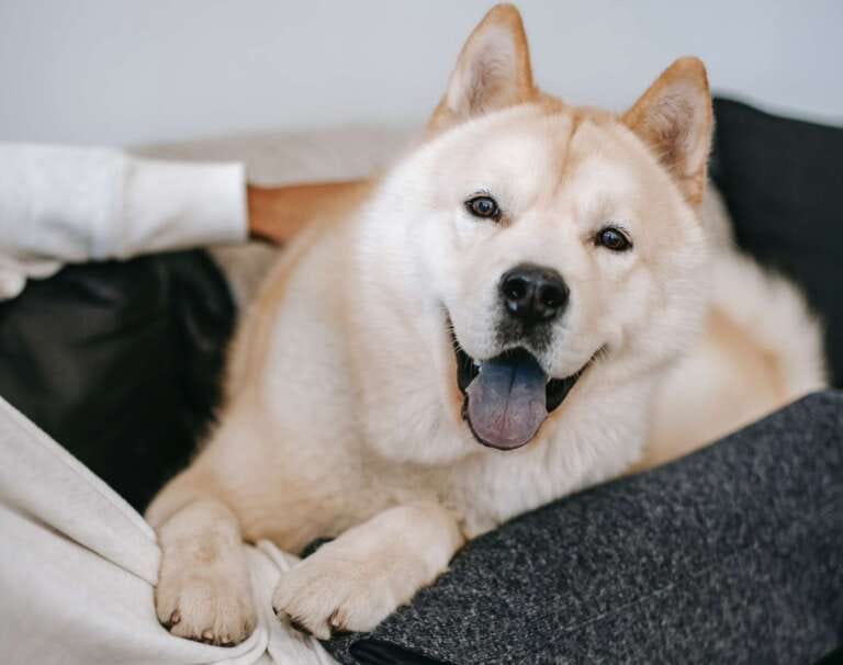 Wie man Hundegeruch in der Wohnung loswird einfache Tipps by Key news Deutschland Medium