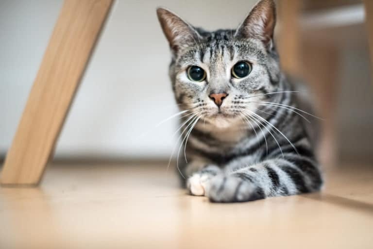 Europäische gemeinsame Katze | Ja, es ist auch eine Katzenrasse!