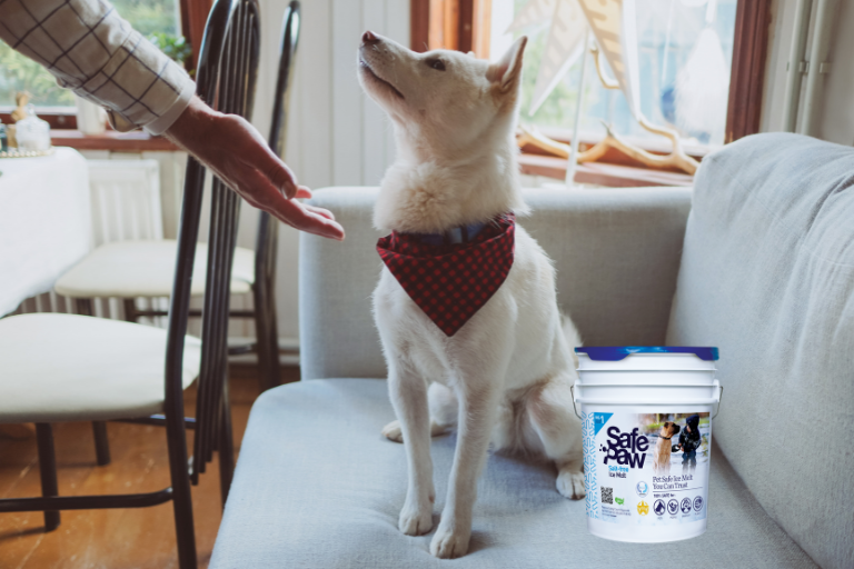 Heartwarming Stories Of Pets Who Saved Their Owners | by Gaia Enterprises |  Medium