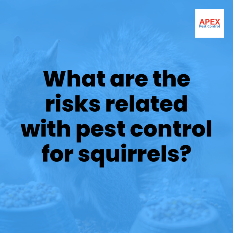 Pest Control Squirrel. What are the risks of pest control… by Apex Pest Control Medium