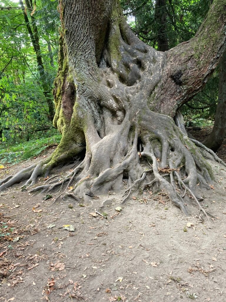 Roots. Diversity is our strength | by Bob King | Medium