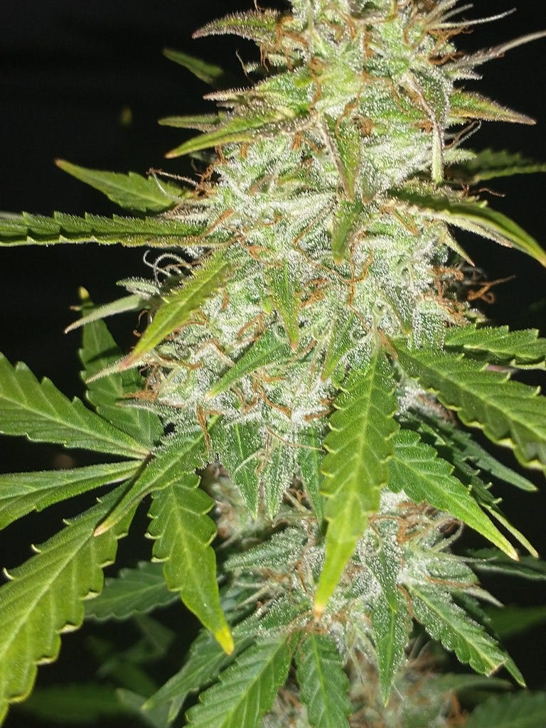 Seed Supreme Review Legit Cannabis Seeds GoshDarnBlog 