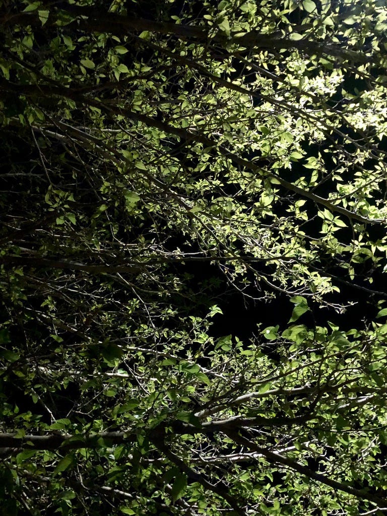 Werewolves Suck!: A 2069 Tale